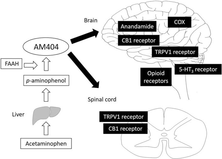 mecanismos de acción paracetamol acetaminofen sistema endocannabinoide