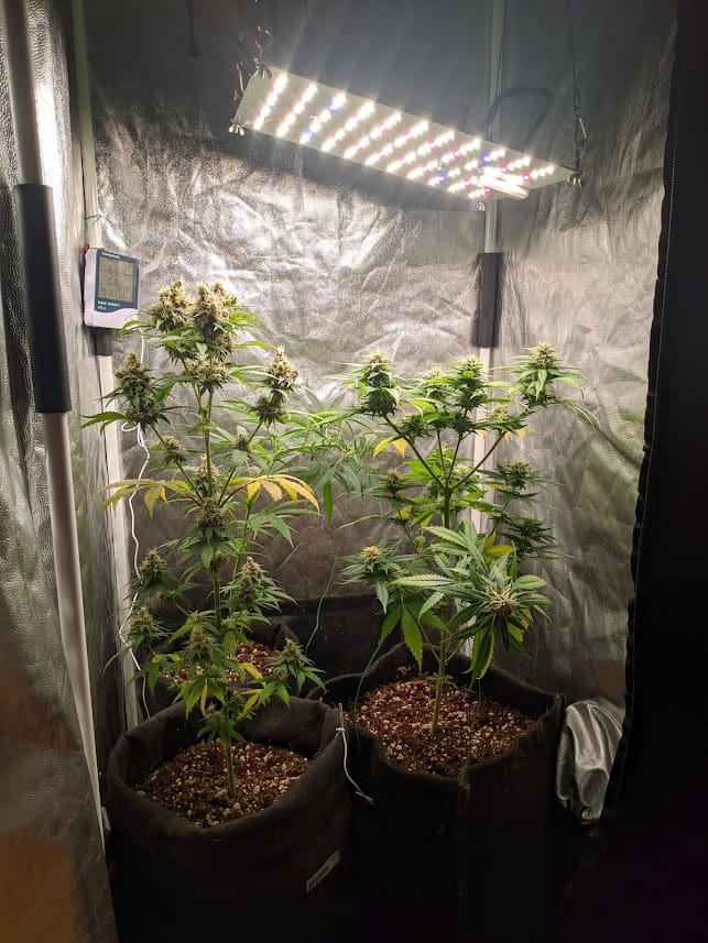 Guía Completa de Podas en el Cannabis: De Principiante a Experto Guía Completa de Podas en el Cannabis: De Principiante a Experto