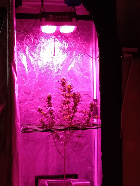 Guía Completa de Podas en el Cannabis: De Principiante a Experto cannabis lollipoping