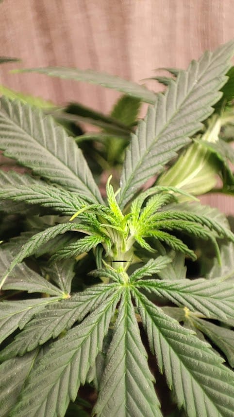 Guía Completa de Podas en el Cannabis: De Principiante a Experto Guía Completa de Podas en el Cannabis: De Principiante a Experto
