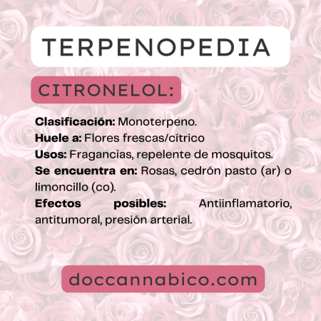 infografía sobre las propiedades del terpeno citronelol cannabis