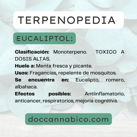 infografía sobre las propiedades del terepeno eucaliptol cannabis