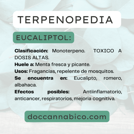 infografía sobre las propiedades del terepeno eucaliptol cannabis
