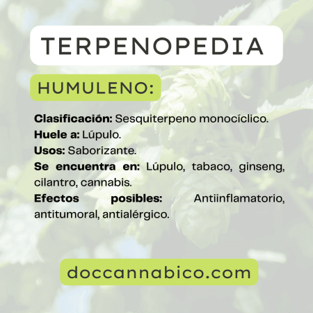 infografía sobre las propiedades del terpeno humuleno cannabis