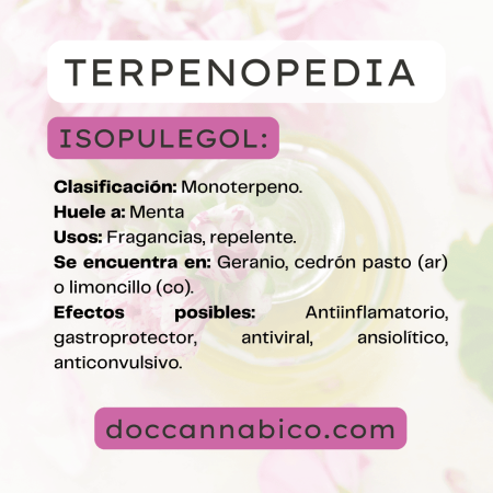 infografía sobre las propiedades del terpeno isopulegol cannabis