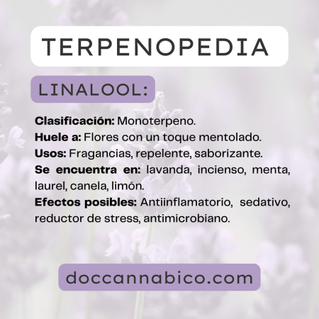 infografía sobre las propiedades del terpeno linalool cannabis