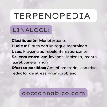 infografía sobre las propiedades del terpeno linalool cannabis