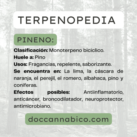 infografía sobre las propiedades del terpeno pineno cannabis